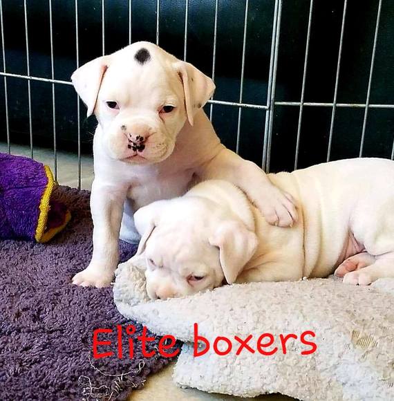 eliteboxers